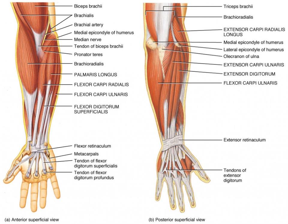 Information on Golfer's Elbow by All Deep Massage & Wellness Clinic